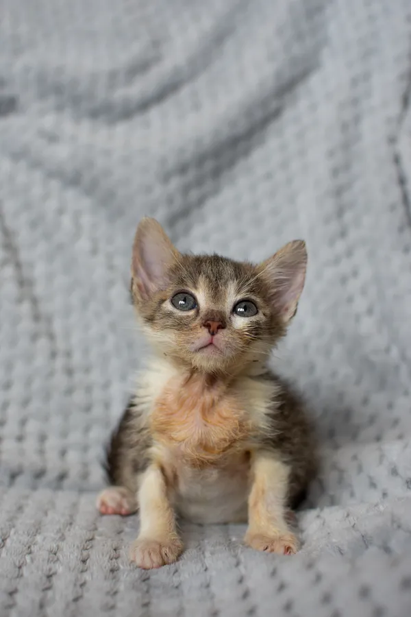 Znaleziono kota, Sosnowiec, 21 sierpnia 2025 (3/5)