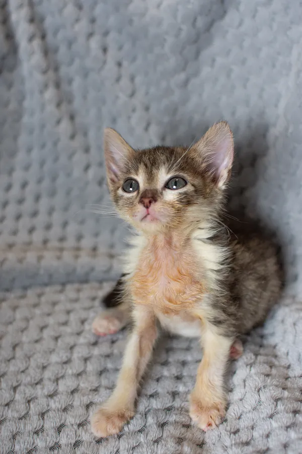 Znaleziono kota, Sosnowiec, 21 sierpnia 2025 (5/5)