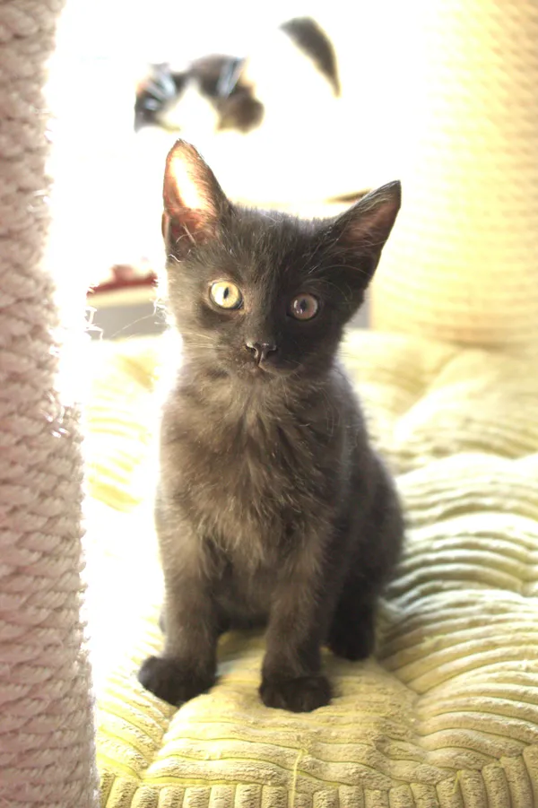 Znaleziono kota, Sosnowiec, 21 sierpnia 2025 (1/5)