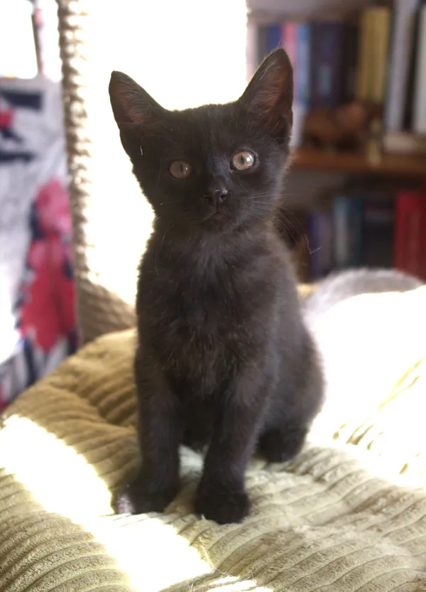 Znaleziono kota, Sosnowiec, 21 sierpnia 2025 (2/5)