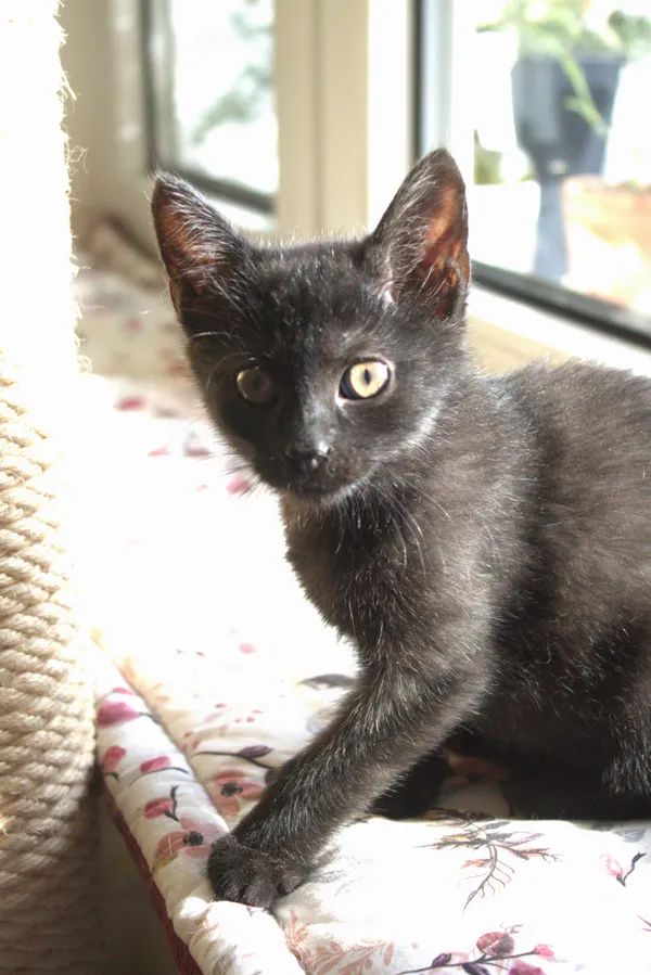 Znaleziono kota, Sosnowiec, 21 sierpnia 2025 (3/5)