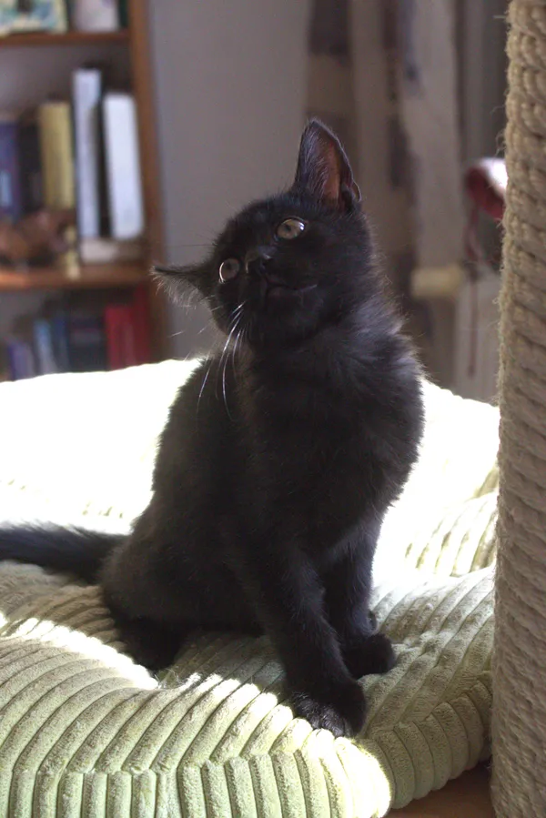 Znaleziono kota, Sosnowiec, 21 sierpnia 2025 (5/5)