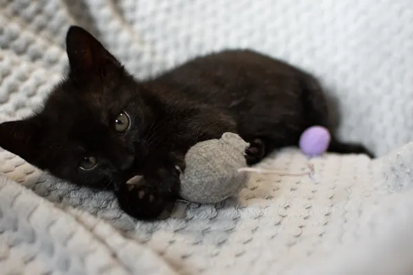 Znaleziono kota, Sosnowiec, 21 sierpnia 2025 (3/3)