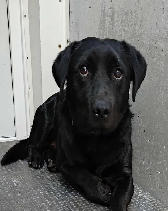 Znaleziono psa, Lublin, 25 sierpnia 2025