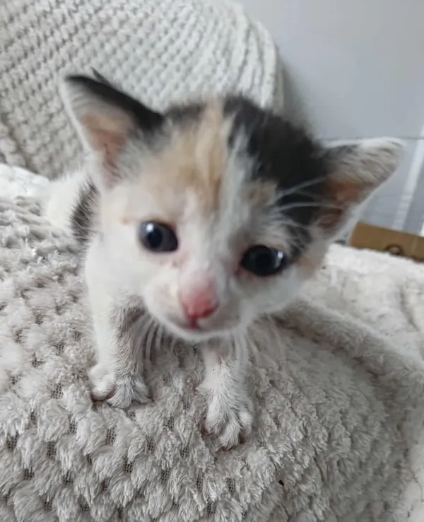 Znaleziono kota, Lublin, 23 sierpnia 2025