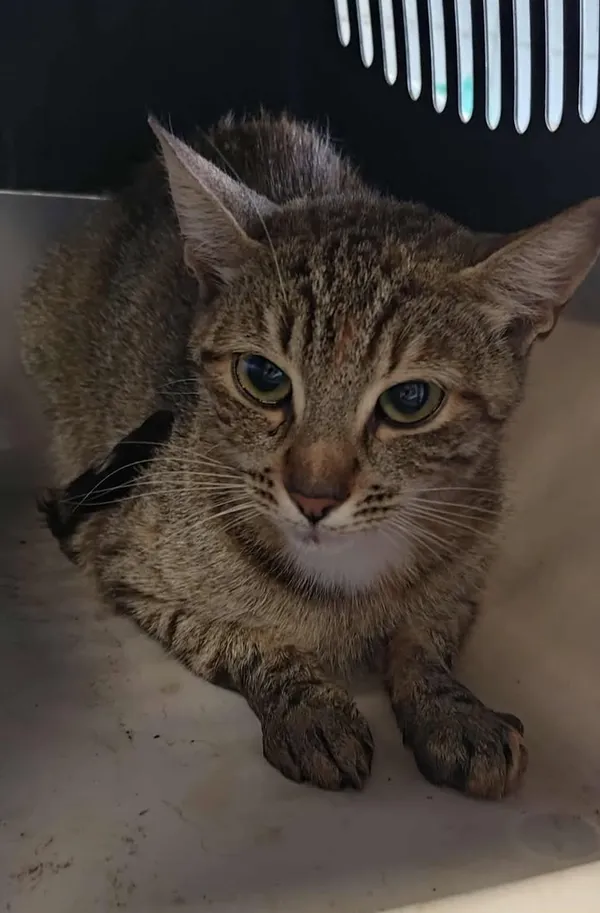 Znaleziono kota, Lublin, 23 sierpnia 2025