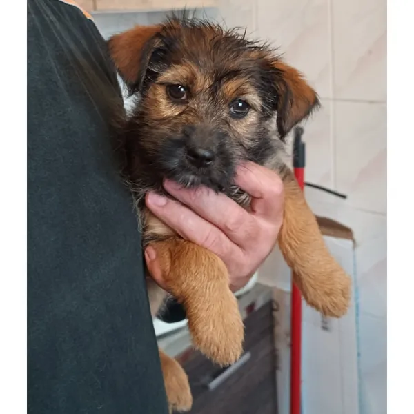 Znaleziono psa, Białystok, 22 sierpnia 2025