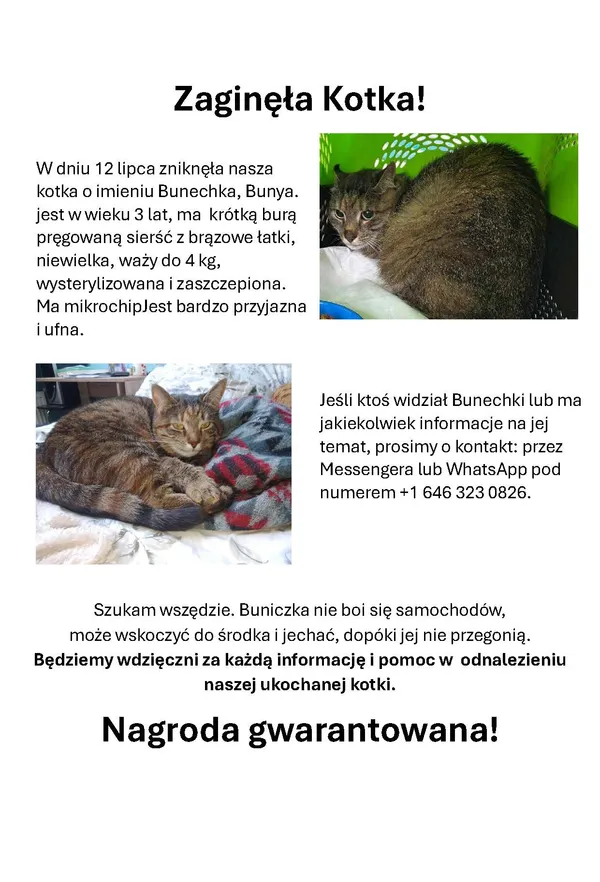 Zaginął kot, Warszawa, Stary Służew, 25 sierpnia 2025 (1/3)