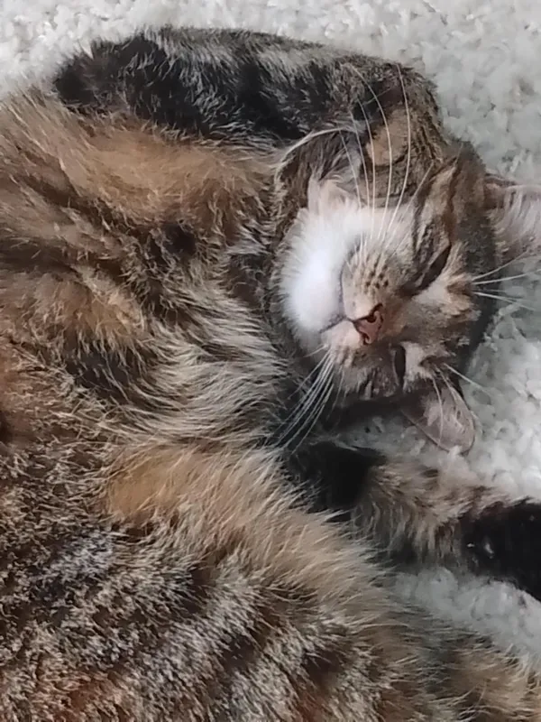 Zaginął kot, Warszawa, Stary Służew, 25 sierpnia 2025 (2/3)