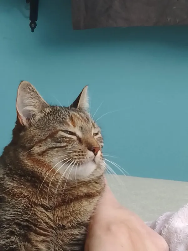 Zaginął kot, Warszawa, Stary Służew, 25 sierpnia 2025 (3/3)