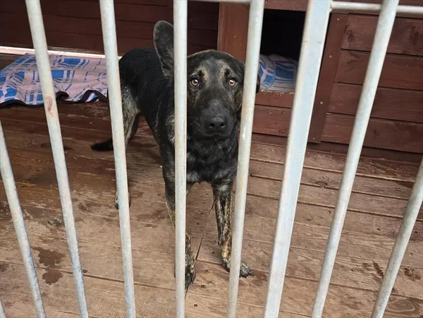 Pies do adopcji, Gorzów Wielkopolski, 24 sierpnia 2025