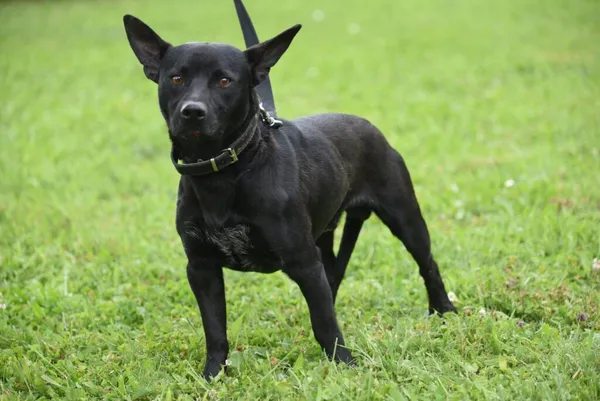 Pies do adopcji, Ropczyce, 25 sierpnia 2025