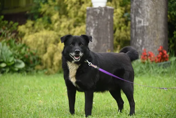 Pies do adopcji, Ropczyce, 25 sierpnia 2025