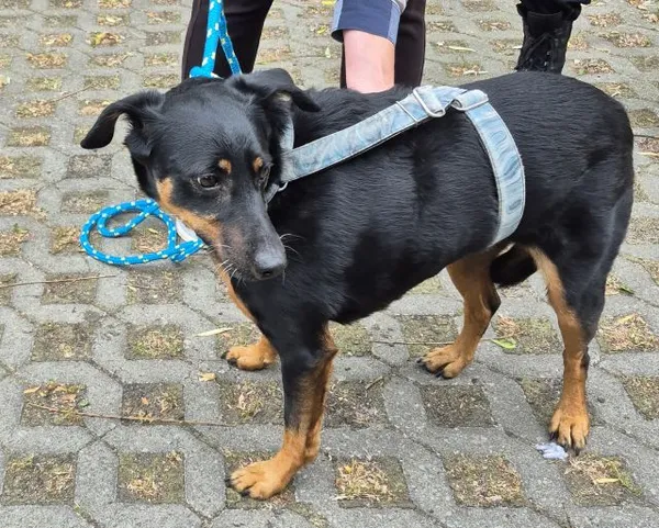 Znaleziono psa, Radom, 25 sierpnia 2025