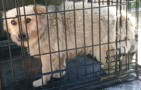 Znaleziono psa, Radom, 20 sierpnia 2025