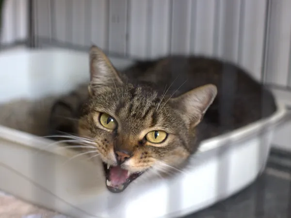 Znaleziono kota, Sosnowiec, 22 sierpnia 2025 (1/4)