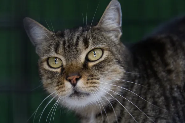 Znaleziono kota, Sosnowiec, 22 sierpnia 2025 (3/4)