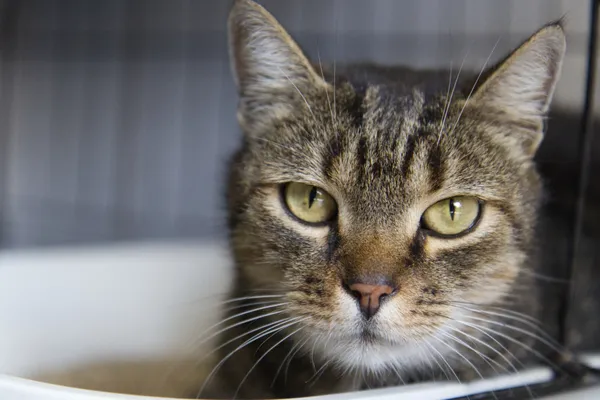 Znaleziono kota, Sosnowiec, 22 sierpnia 2025 (4/4)