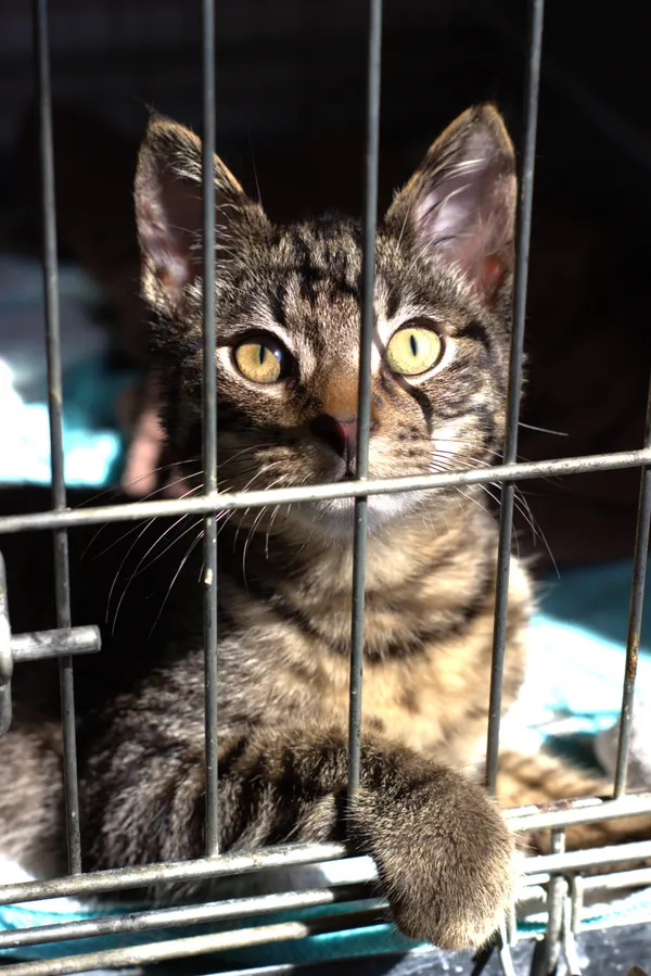 Znaleziono kota, Sosnowiec, 20 sierpnia 2025 (1/4)