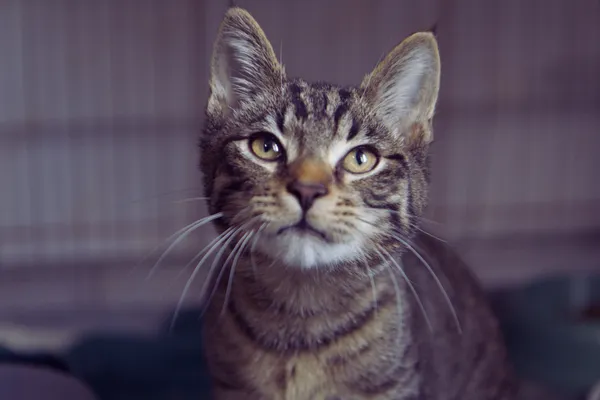 Znaleziono kota, Sosnowiec, 20 sierpnia 2025 (3/4)