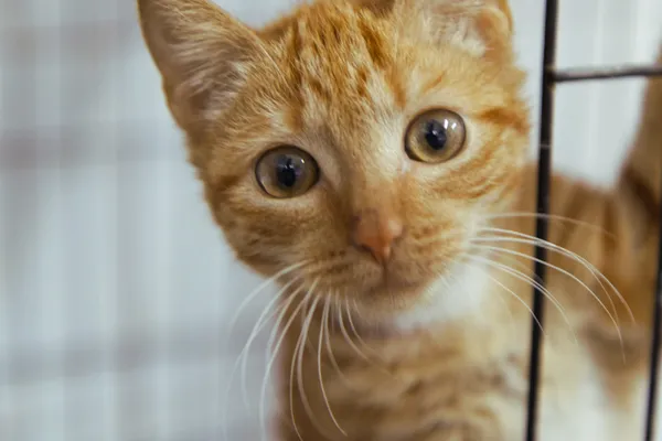 Znaleziono kota, Sosnowiec, 19 sierpnia 2025 (1/2)