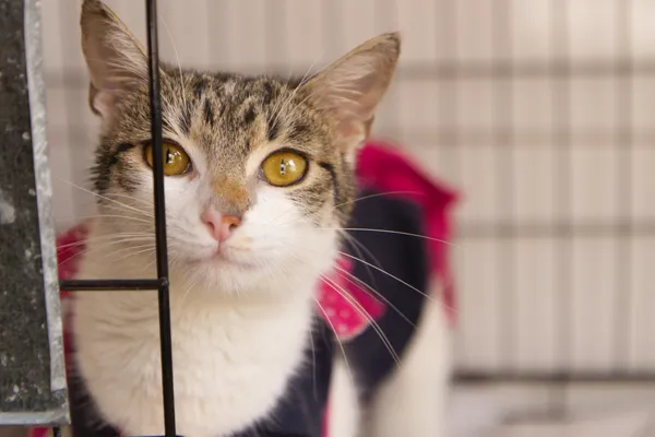 Znaleziono kota, Sosnowiec, 19 sierpnia 2025 (1/2)