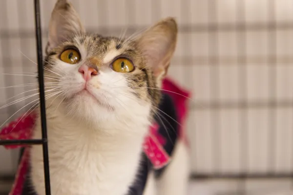 Znaleziono kota, Sosnowiec, 19 sierpnia 2025 (2/2)