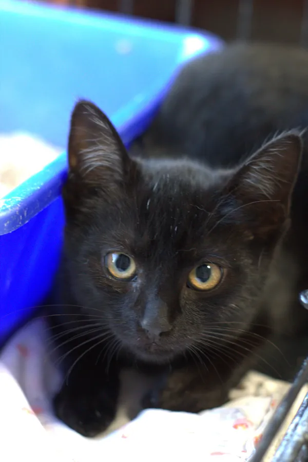 Znaleziono kota, Sosnowiec, 20 sierpnia 2025 (1/4)