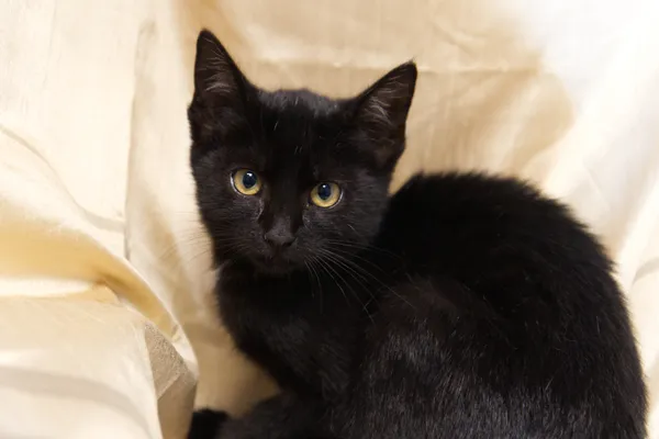 Znaleziono kota, Sosnowiec, 20 sierpnia 2025 (2/4)