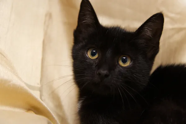 Znaleziono kota, Sosnowiec, 20 sierpnia 2025 (3/4)