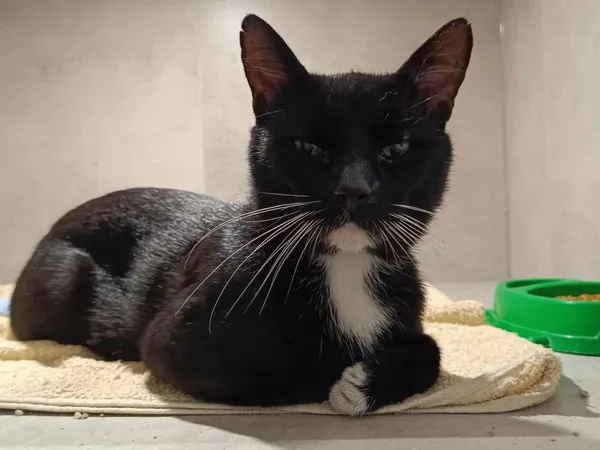 Znaleziono kota, Sosnowiec, 17 sierpnia 2025