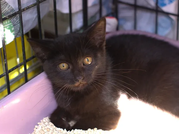 Znaleziono kota, Sosnowiec, 18 sierpnia 2025 (1/3)