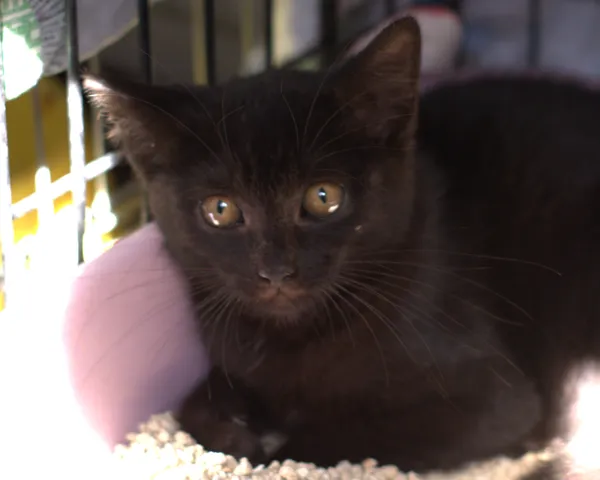 Znaleziono kota, Sosnowiec, 18 sierpnia 2025 (2/3)