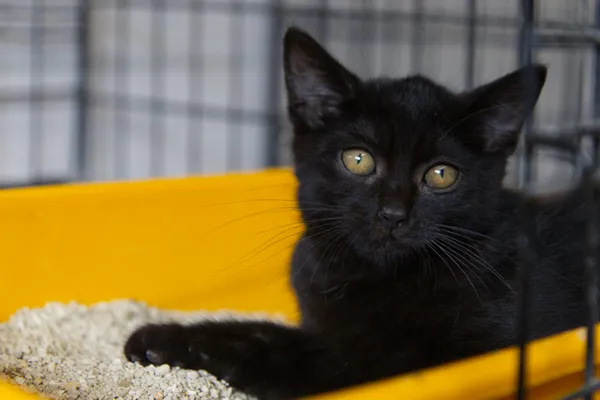 Znaleziono kota, Sosnowiec, 18 sierpnia 2025 (3/3)