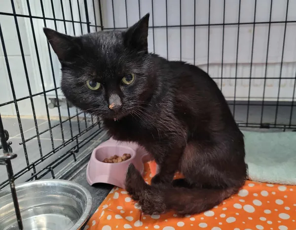 Znaleziono kota, Sosnowiec, 19 sierpnia 2025