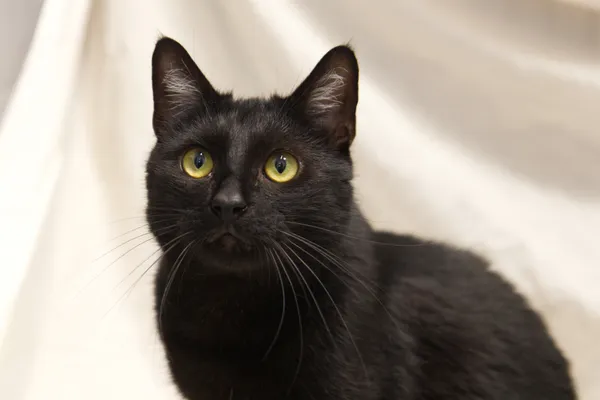 Znaleziono kota, Sosnowiec, 19 sierpnia 2025 (1/5)