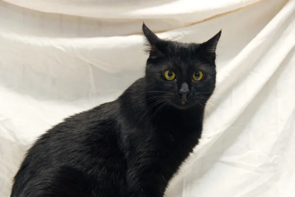 Znaleziono kota, Sosnowiec, 19 sierpnia 2025 (2/5)