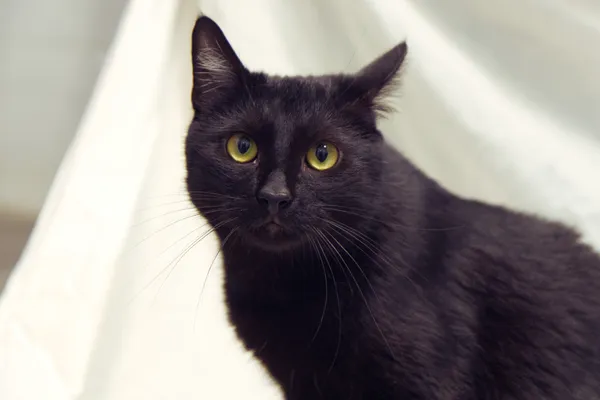 Znaleziono kota, Sosnowiec, 19 sierpnia 2025 (3/5)