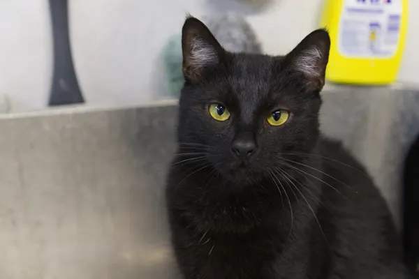 Znaleziono kota, Sosnowiec, 19 sierpnia 2025 (4/5)