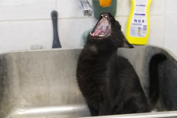 Znaleziono kota, Sosnowiec, 19 sierpnia 2025 (5/5)