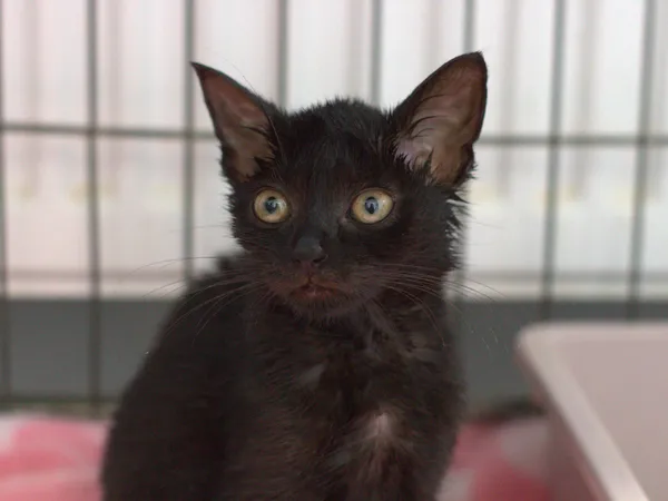 Znaleziono kota, Sosnowiec, 16 sierpnia 2025 (1/4)