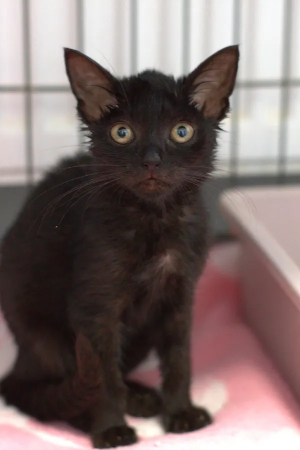 Znaleziono kota, Sosnowiec, 16 sierpnia 2025 (2/4)