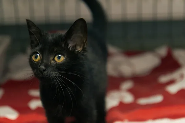 Znaleziono kota, Sosnowiec, 16 sierpnia 2025 (3/4)