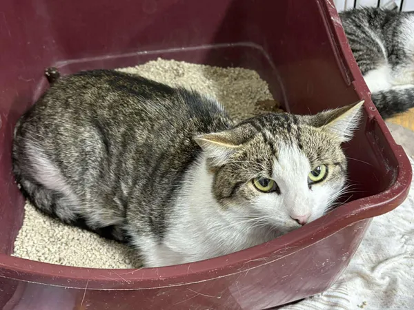 Znaleziono kota, Sosnowiec, 22 sierpnia 2025