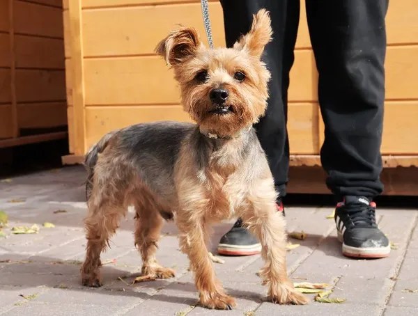 Znaleziono psa, Łódź, 24 sierpnia 2025 (1/5)