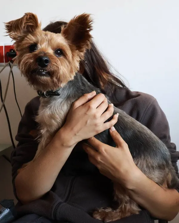 Znaleziono psa, Łódź, 24 sierpnia 2025 (3/5)