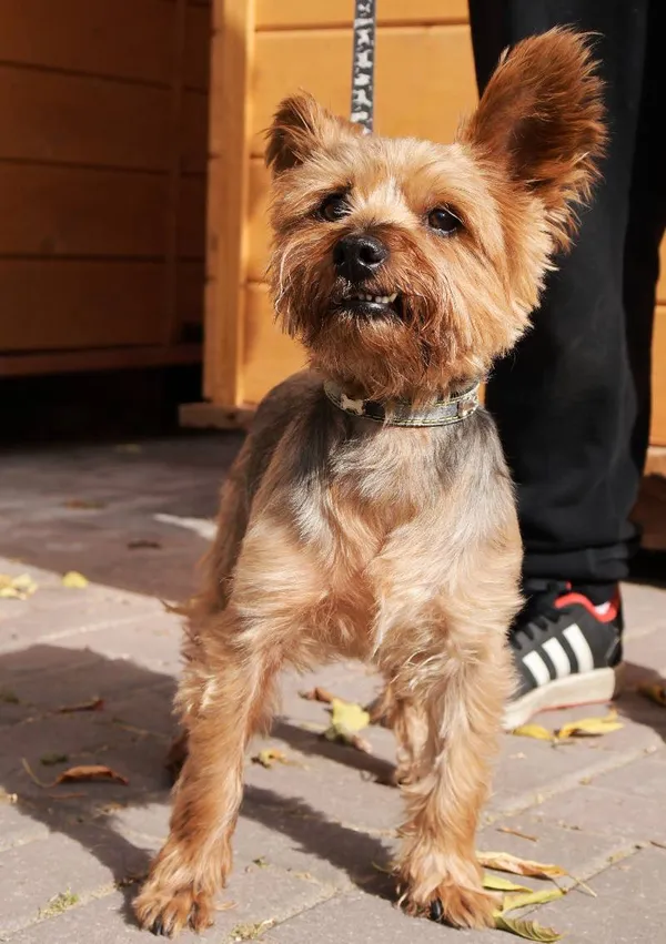 Znaleziono psa, Łódź, 24 sierpnia 2025 (5/5)