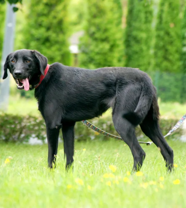 Pies do adopcji, Konin, 12 maja 2025 (1/3)