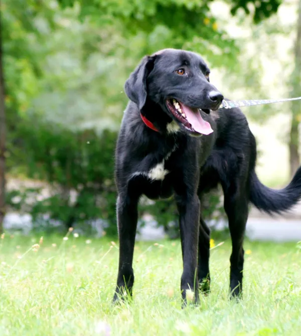 Pies do adopcji, Konin, 12 maja 2025 (2/3)