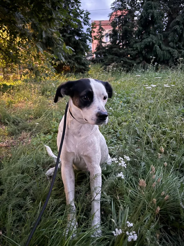 Znaleziono psa, Krośniewice, 26 sierpnia 2025 (1/2)